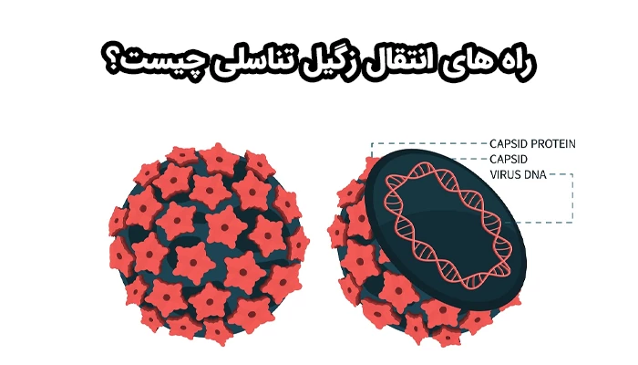 انتقال تنها محدود به رابطه جنسی نیست. تماس مستقیم پوست، استفاده از وسایل مشترک، انجام خدمات زیبایی غیربهداشتی و حتی اپیلاسیون ناصحیح می‌توانند ویروس را منتقل کنند.